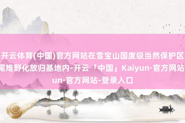 开云体育(中国)官方网站在雪宝山国度级当然保护区的白冠长尾雉野化放归基地内-开云「中国」Kaiyun·官方网站-登录入口